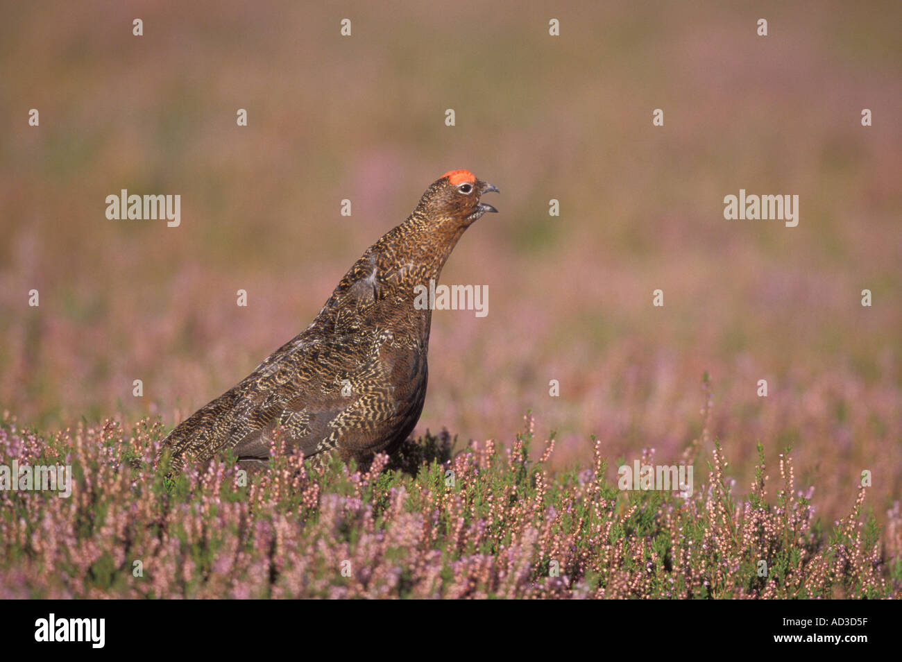 RED GROUSE Lagopus lagopus scoticus male Stock Photo
