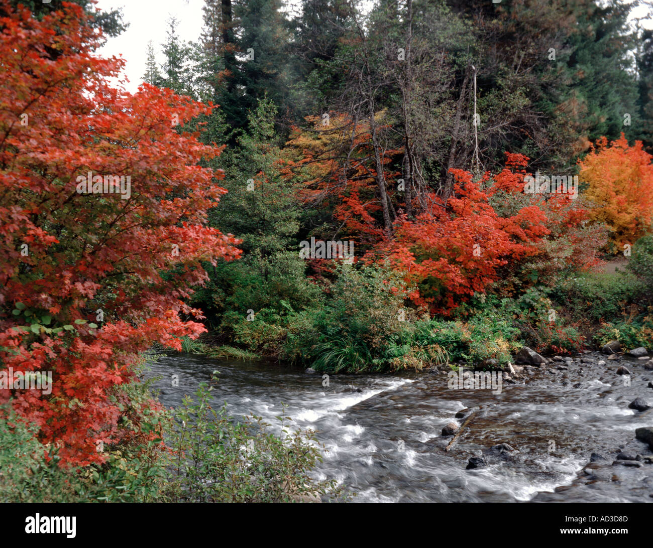 Bright red colors of the Vine Maple in autumn along the banks of Suttle Lake Creek in Central Oregon Stock Photo
