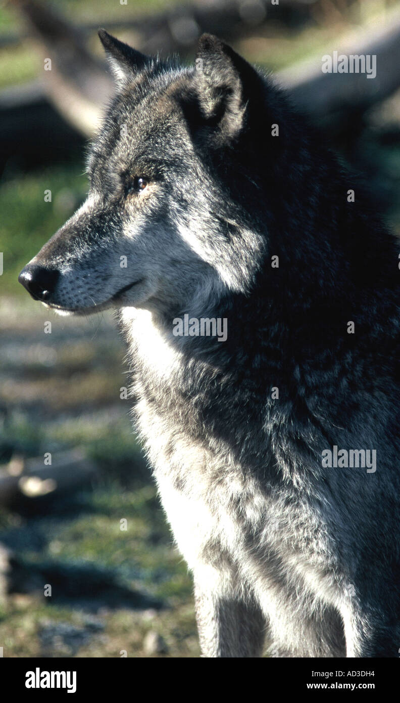 Timber Wolf portrait, Canis lupus Stock Photo - Alamy