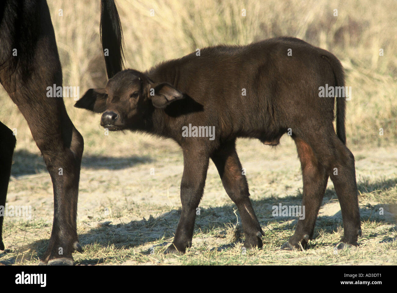 Buffalo calf, Syncerus caffer Stock Photo