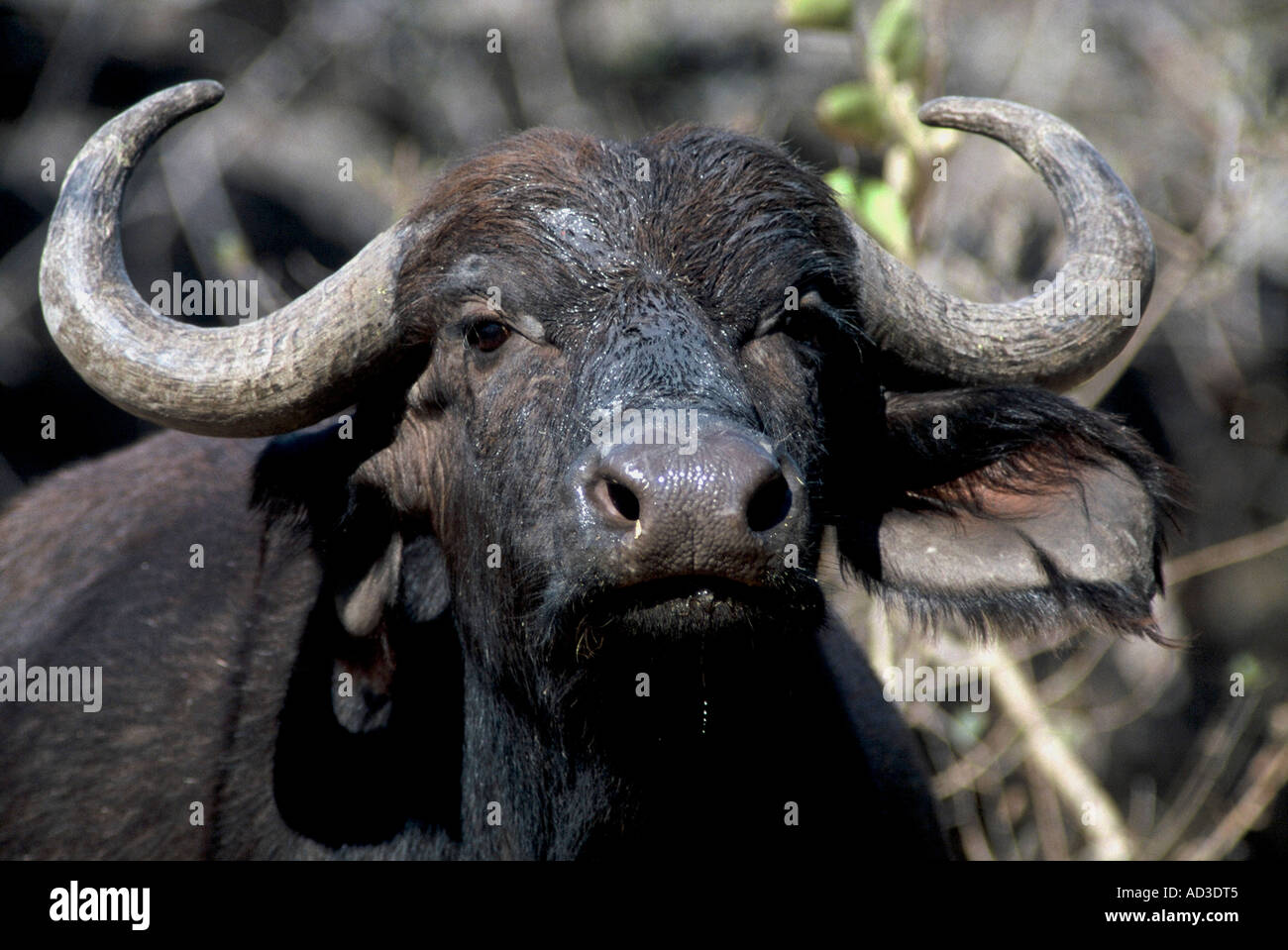 female Cape Buffalo, Syncerus caffer Stock Photo
