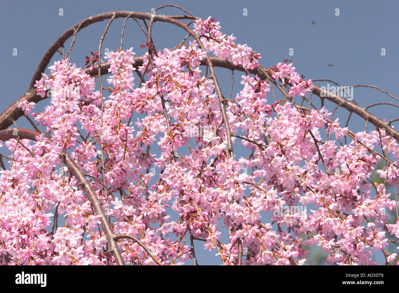 A close up of a weeping cherry blossom. Stock Photo