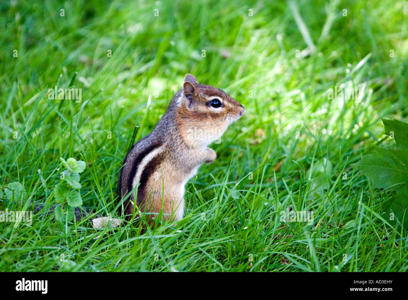 Chipmunk standing in grass Stock Photo