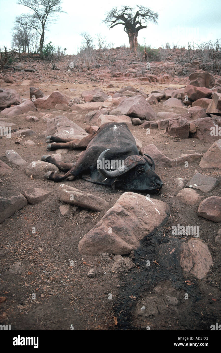 drought victim, Syncerus caffer Stock Photo