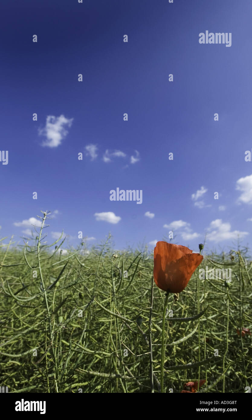 a poppy in a field at spring Stock Photo - Alamy