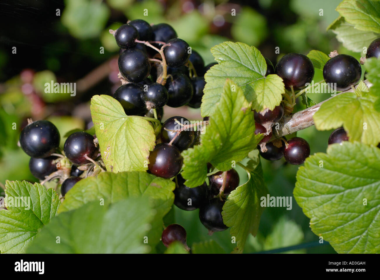 Blackcurrants Stock Photo