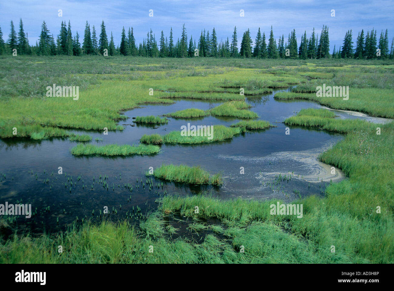 Tree line at edge of Arctic Tundra, Churchill, Hudson Bay, Manitoba