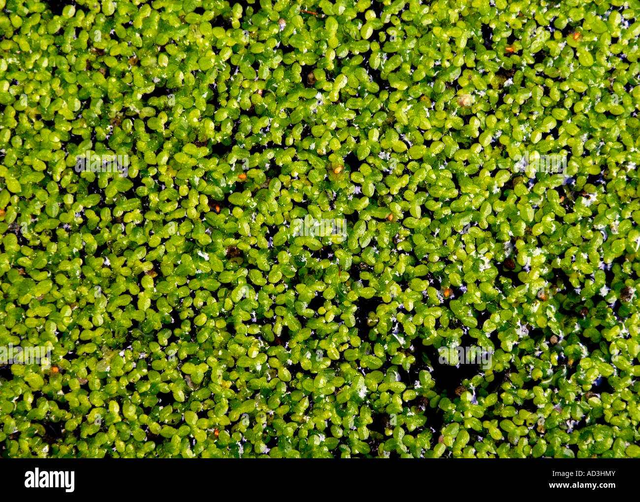 Weeds on stream background hi-res stock photography and images - Alamy
