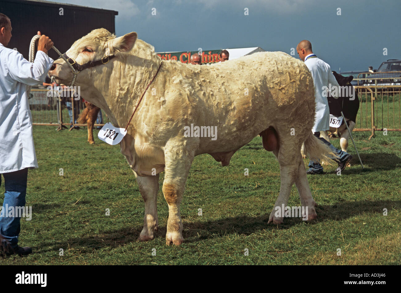ANGLESEY SHOW GWALCHMAI NORTH WALES UK August One of the Charoloi Bull