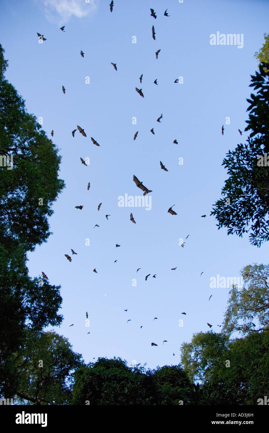 Madagascar Fruit Bats in sky near roost, Berenty Reserve, Southern Madagascar Stock Photo