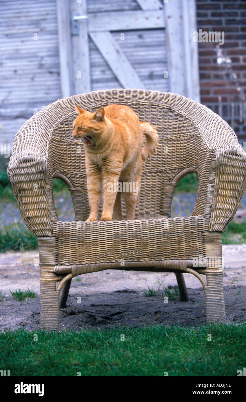 Domestic cat in the garden Stock Photo - Alamy