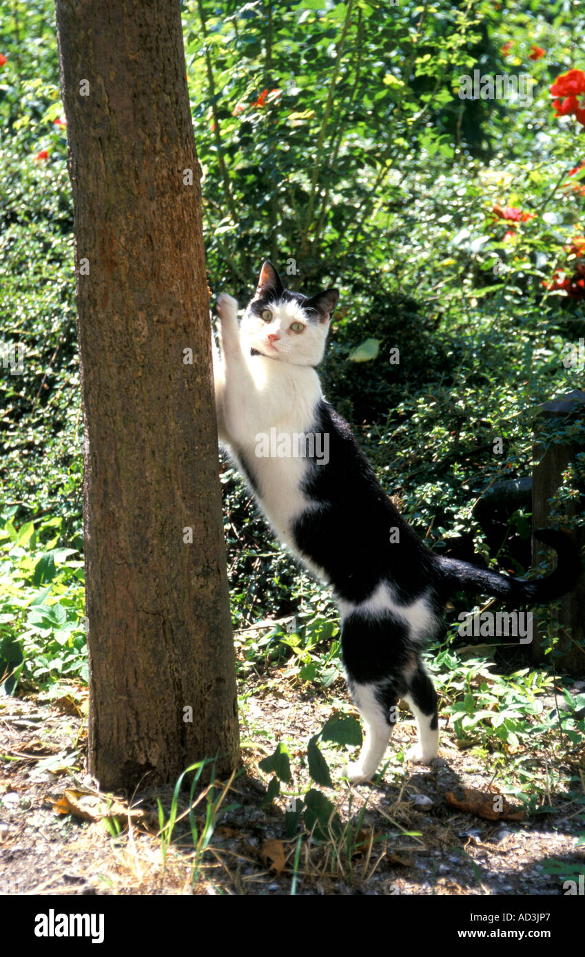 Domestic cat in the garden Stock Photo