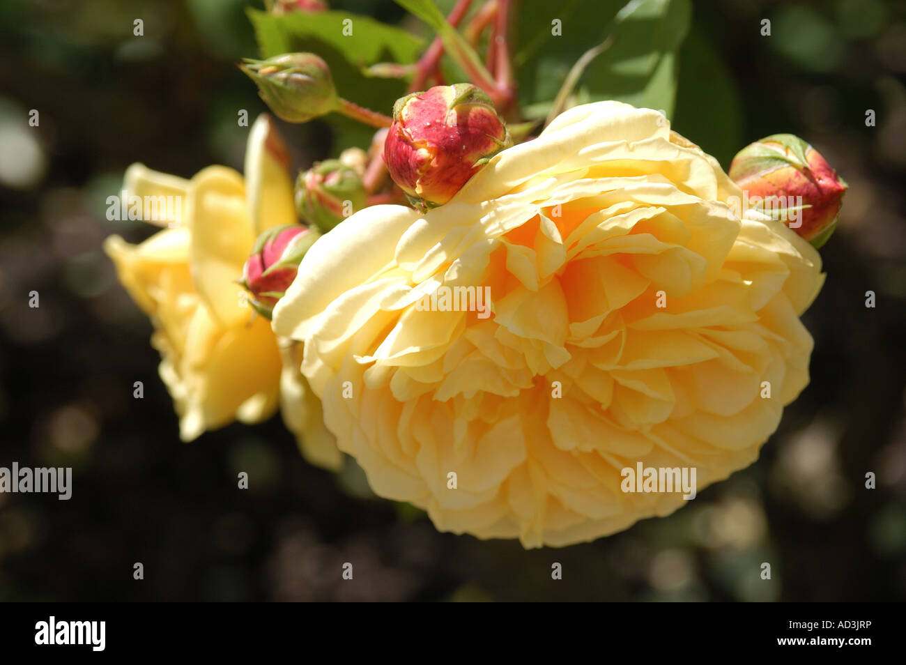 English Rose 'Teasing Georgia' Stock Photo - Alamy