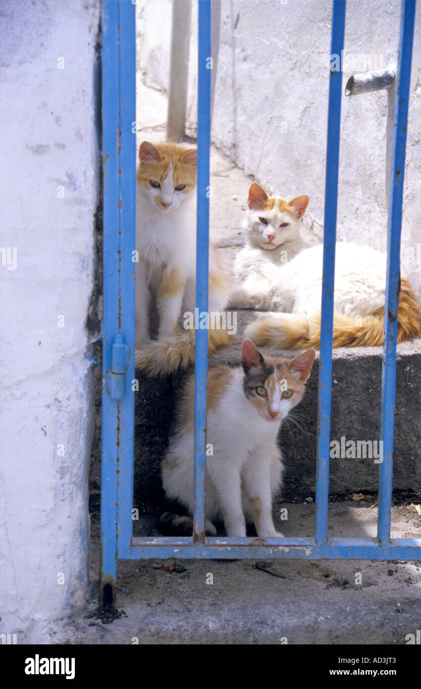 Domestic cats outside Stock Photo Alamy