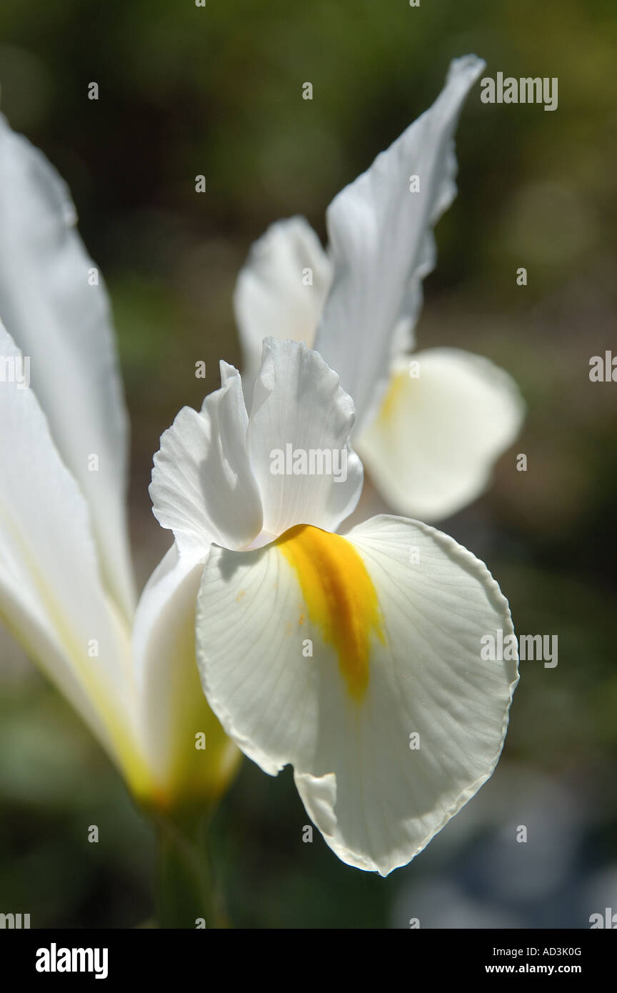 Iris 'Magnifica' Stock Photo