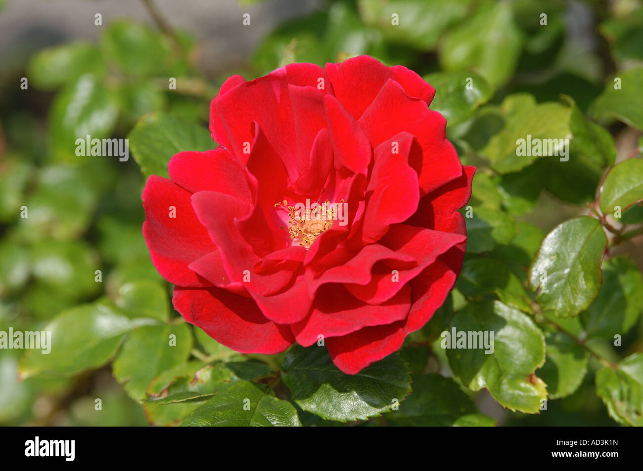 Red Rose (Rosa sp Stock Photo - Alamy