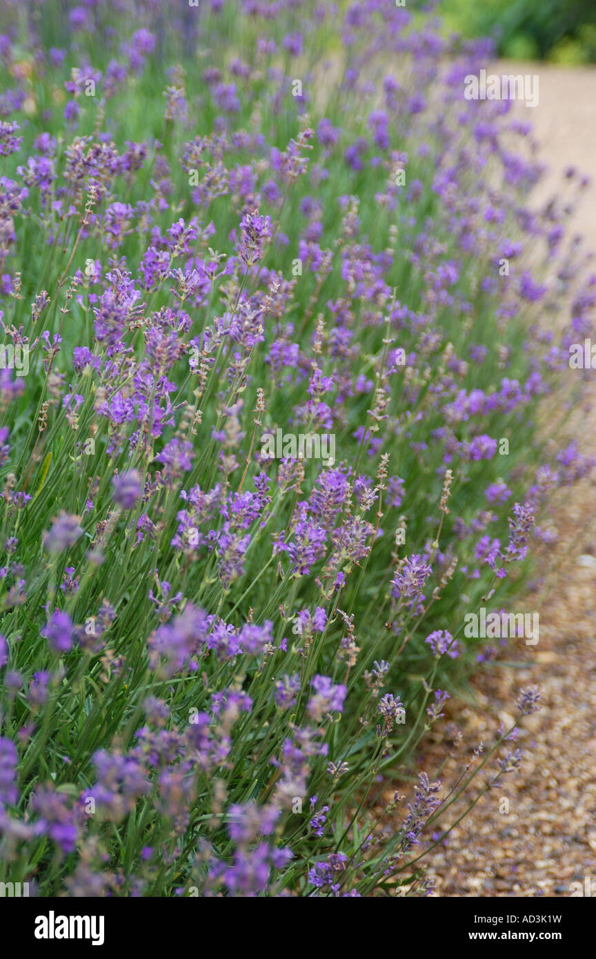 Lavandula Angustifolia Path High Resolution Stock Photography and ...