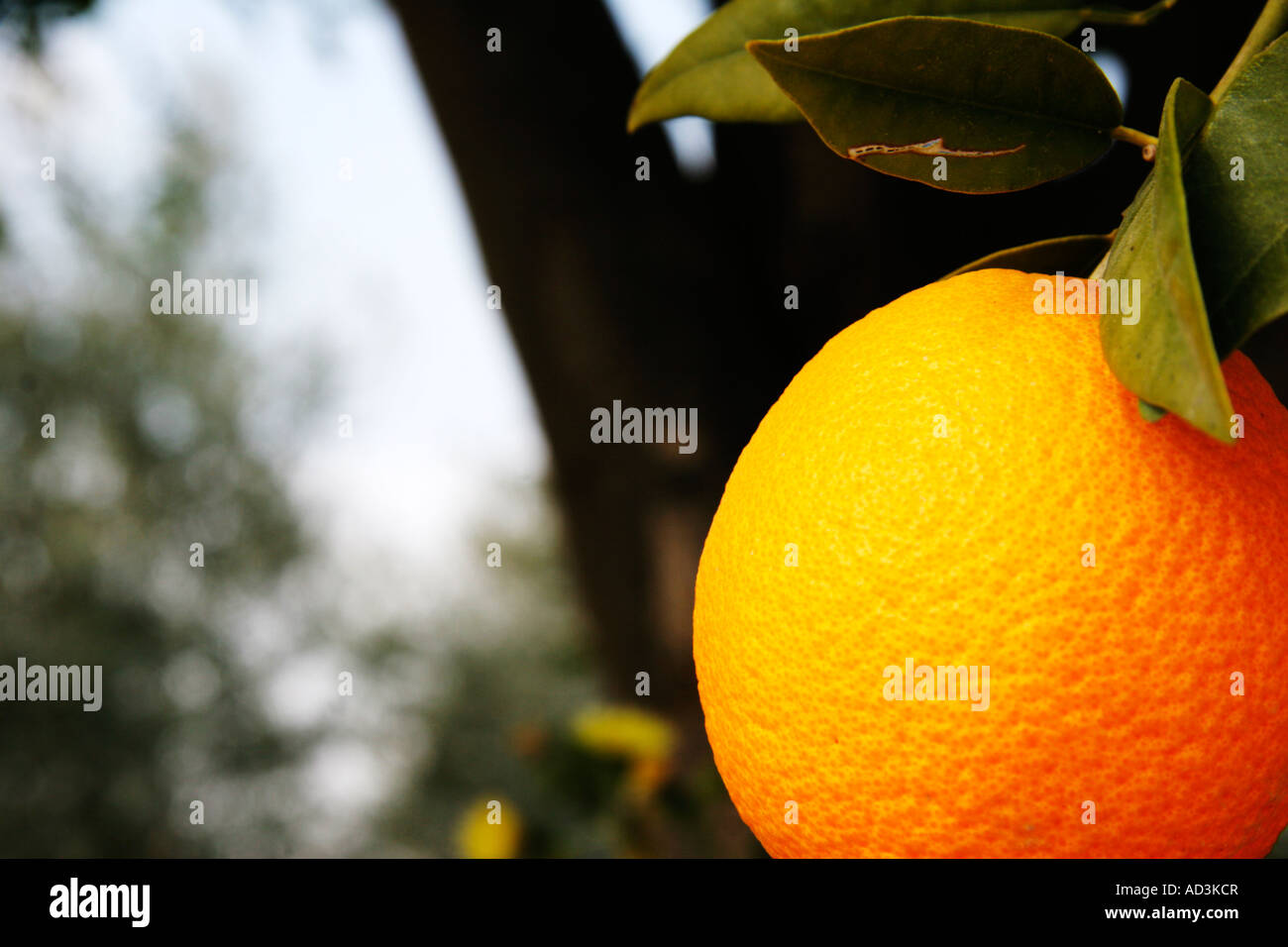 oranges growing in cyprus Stock Photo