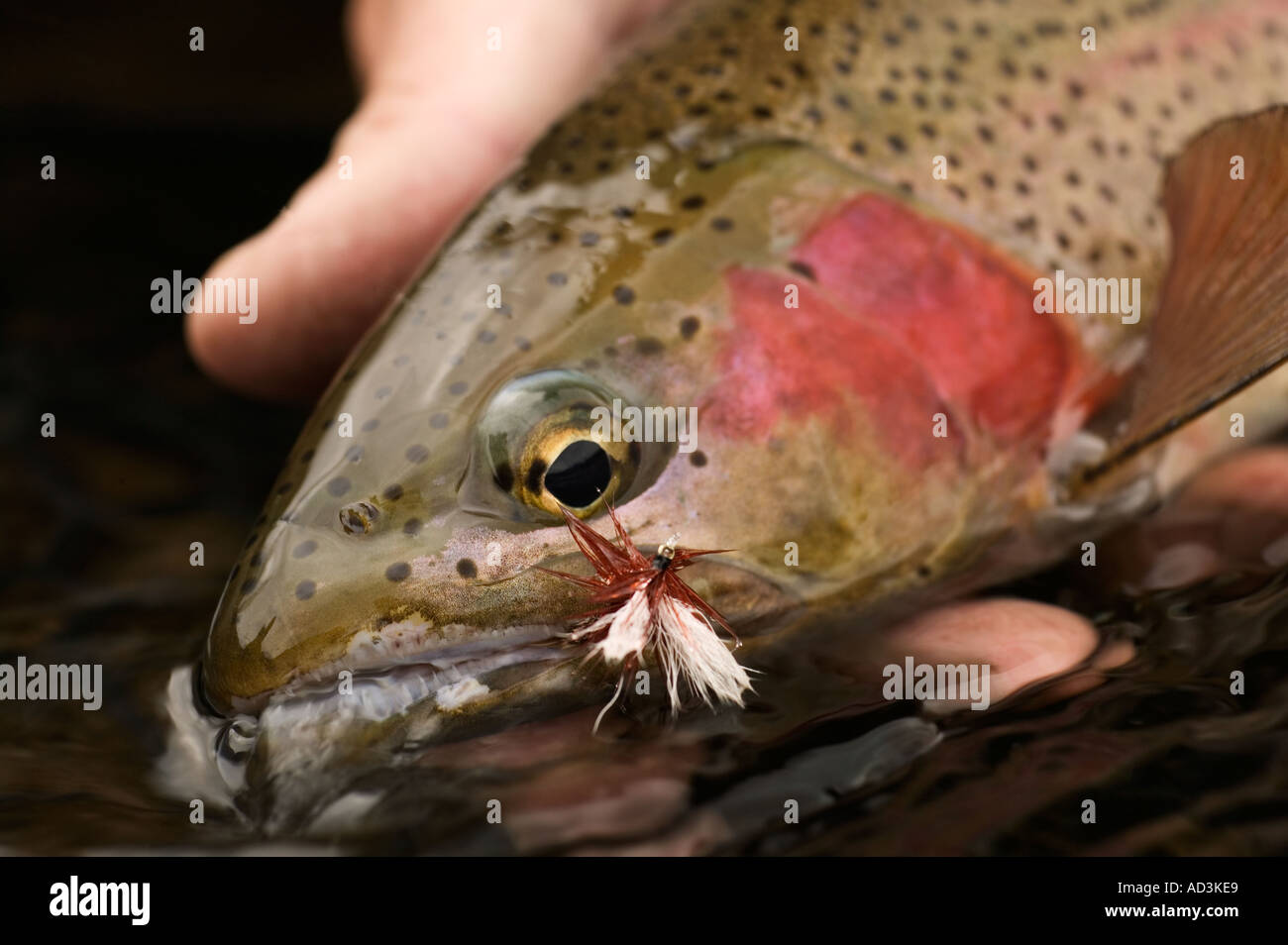 Releasing wild Rainbow Trout Model Released Image Stock Photo Alamy