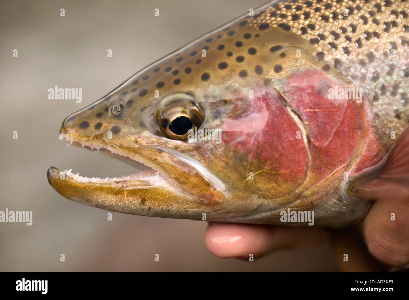 Releasing wild Rainbow trout Model Released Image Stock Photo Alamy