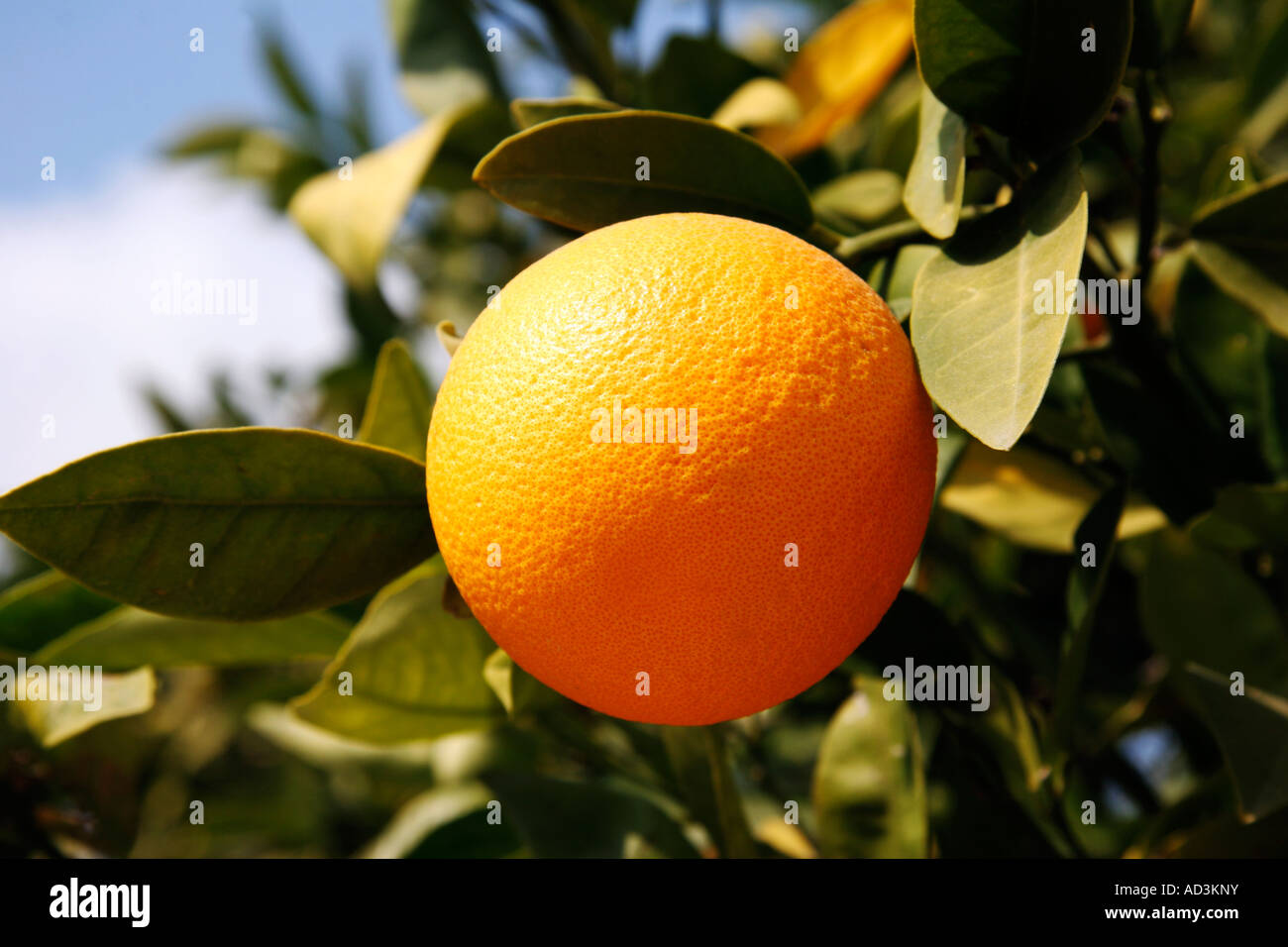 oranges growing in cyprus Stock Photo