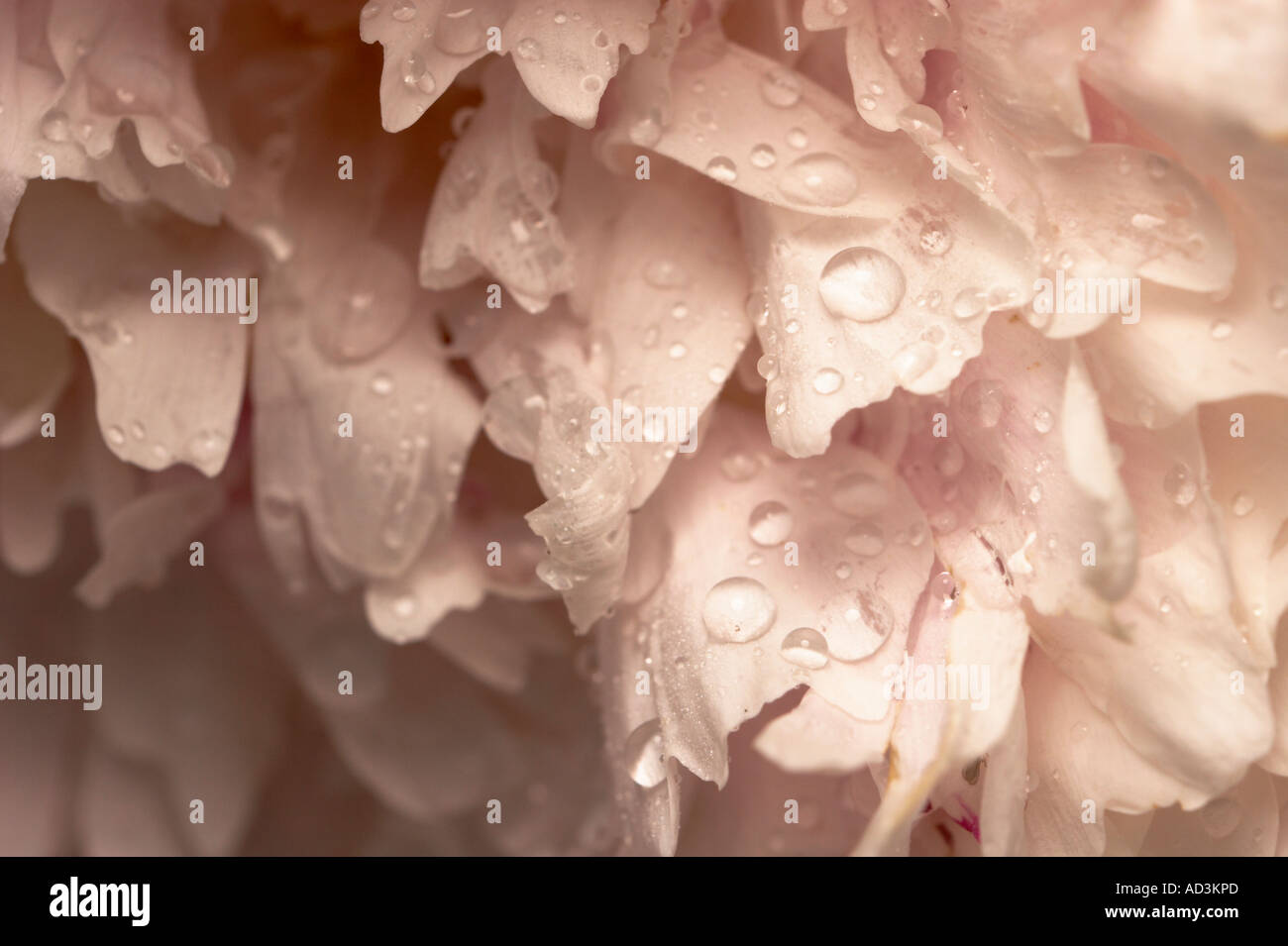 A close up of a rose colored peony with rain drops. Stock Photo