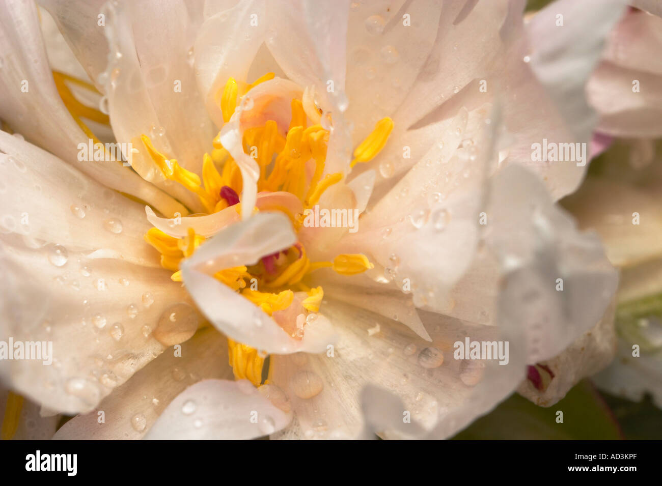 A peony bloom up close with rain drops. Stock Photo