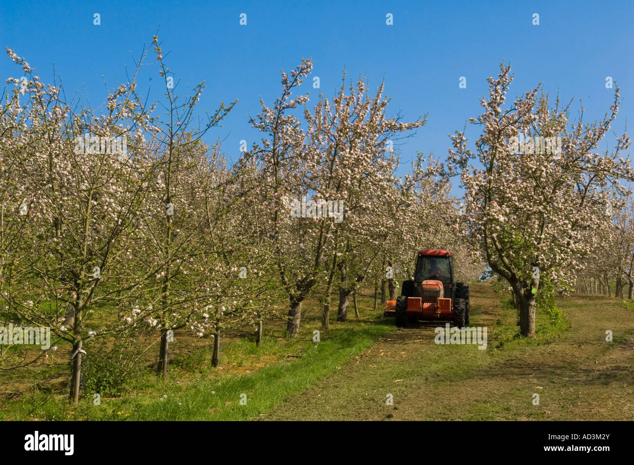 Spring blossom in cider apple orchard on the Vale of Evesham Blossom Trail Worcestershire England Stock Photo