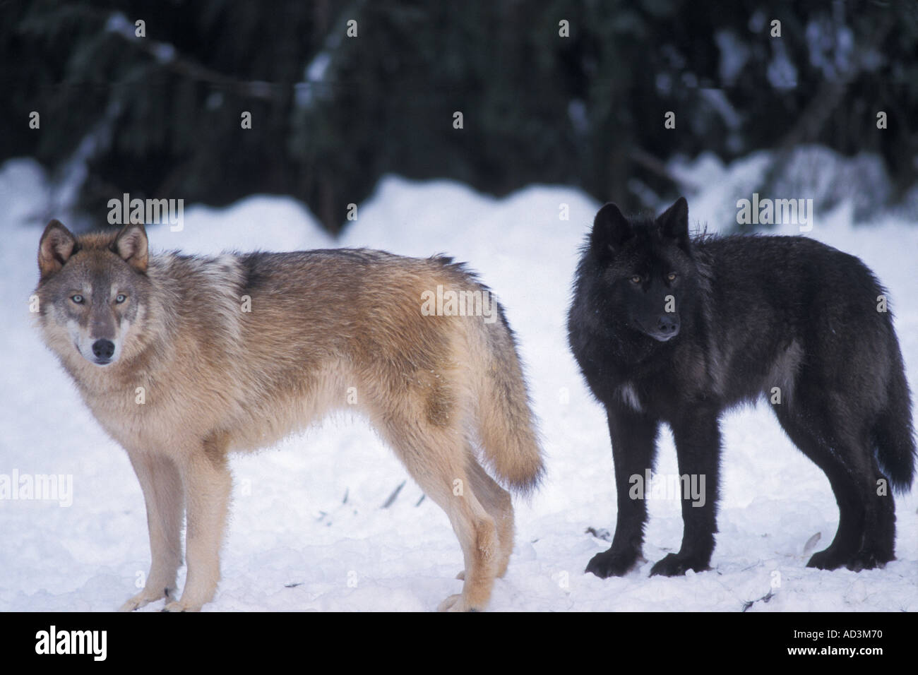 gray wolf Canis lupus a gray and a black wolf together in the foothills ...