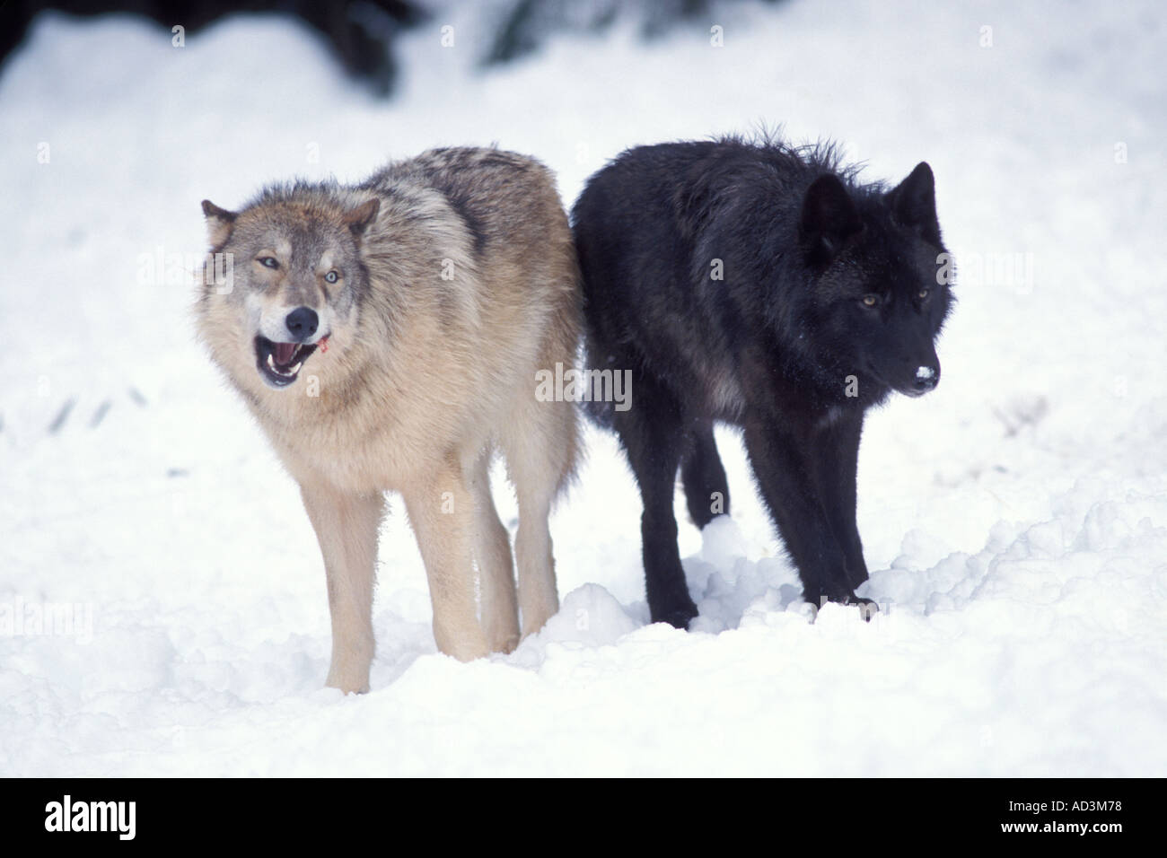 Black top wolf grey