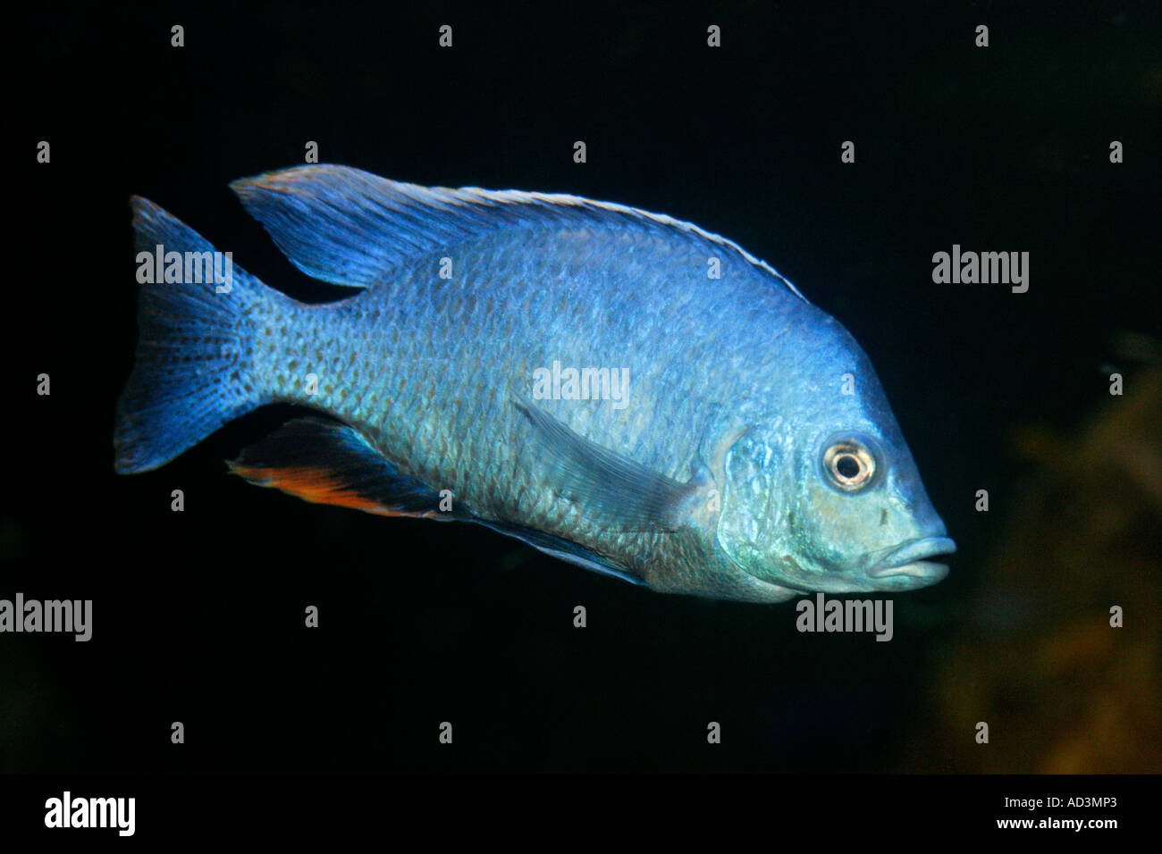 African Cichlid Stock Photo