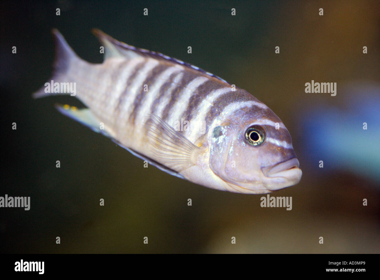 African Cichlid Stock Photo