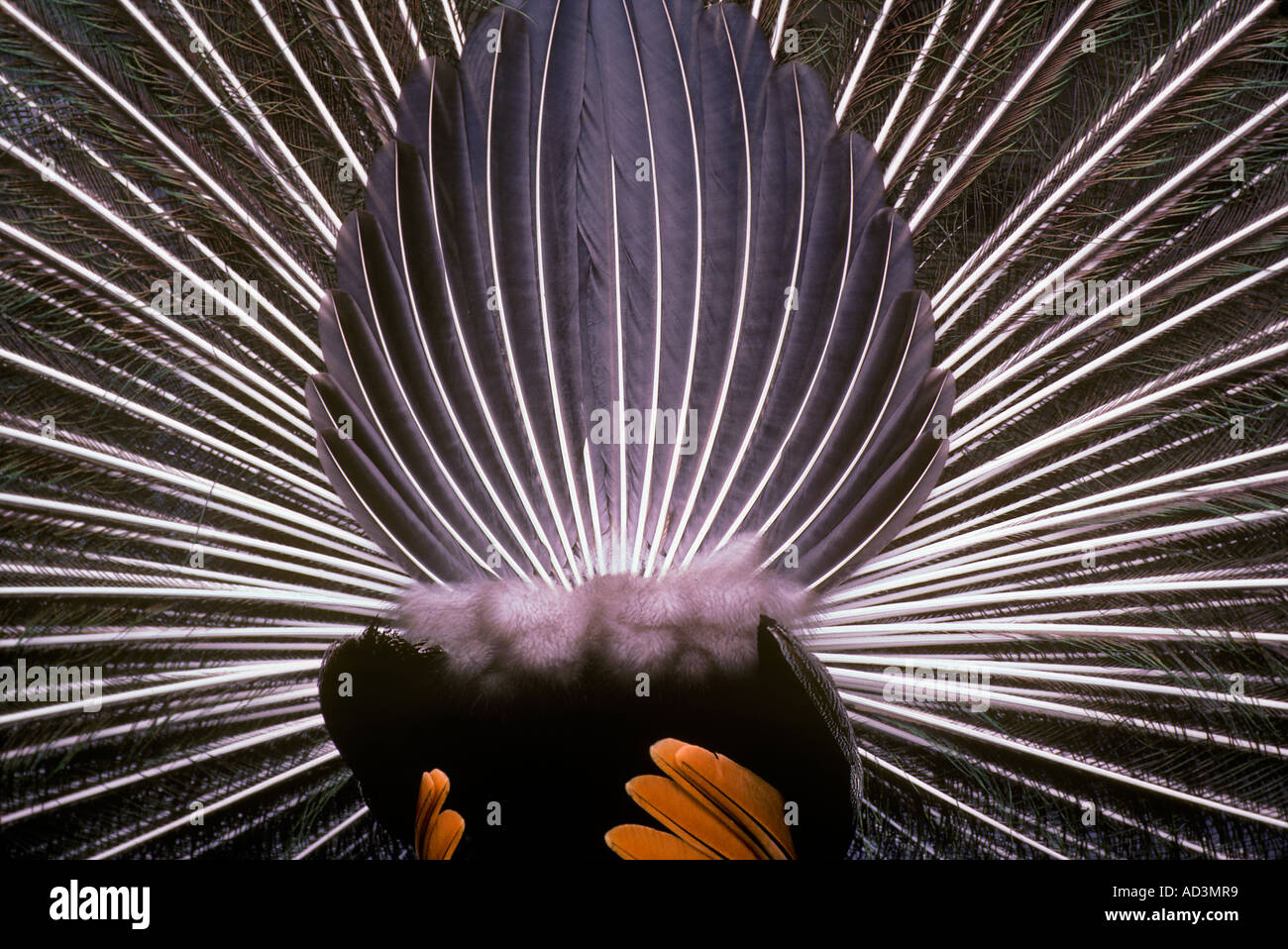 Backside of Male Peacock Displaying Pavo cristatus Stock Photo