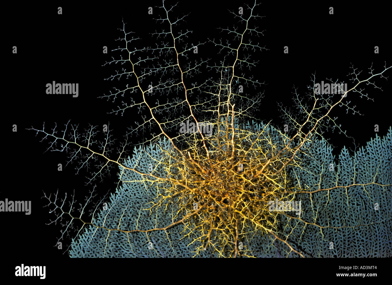 Caribbean Basket Star Astrophyton muricatum Stock Photo