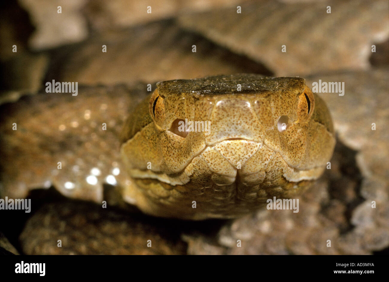 Copperhead Snake CU Stock Photo
