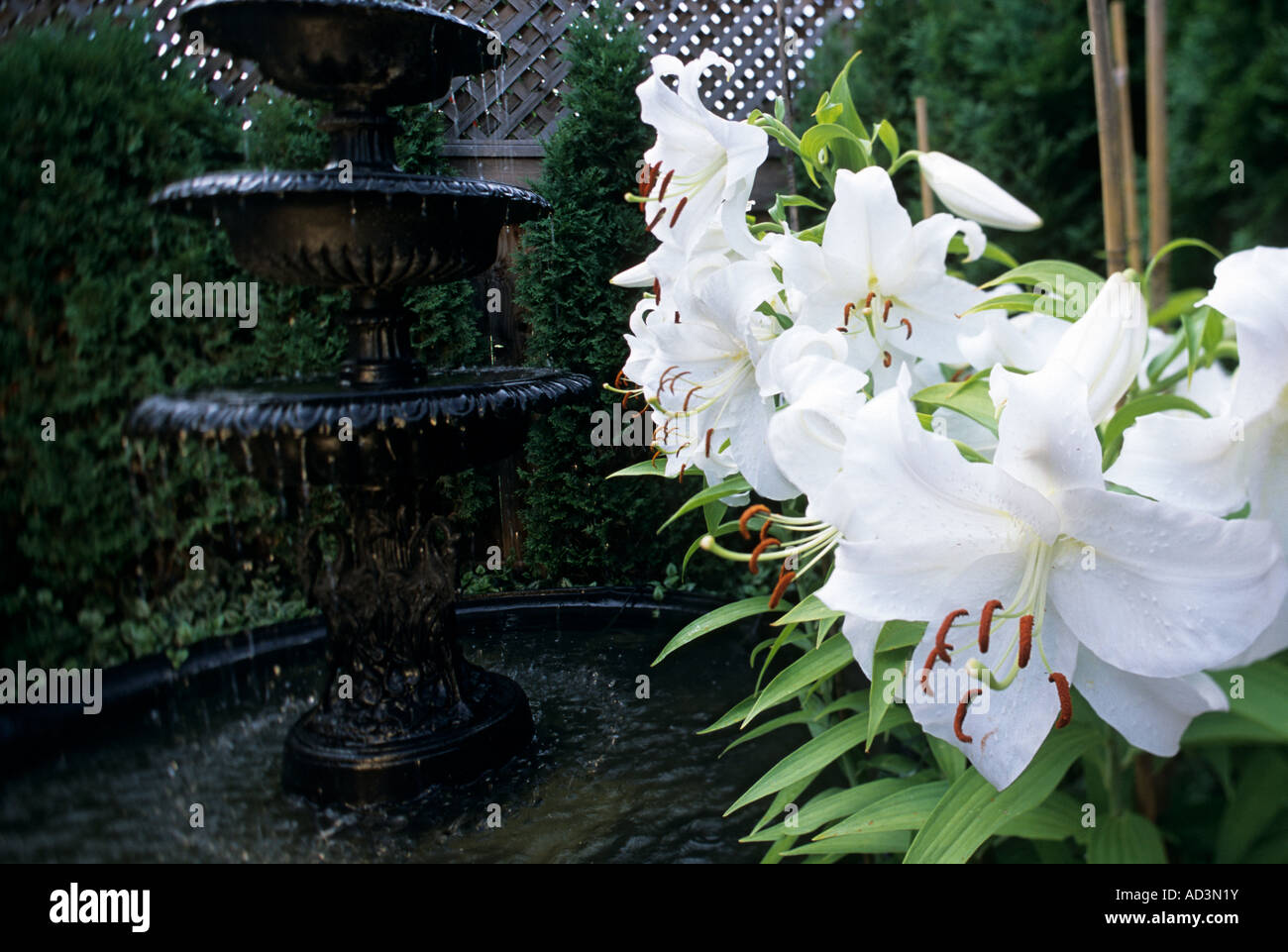 "CASABLANCA" ORIENTAL HYBRID LILIES AND FOUNTAIN IN SUBURBAN PATIO