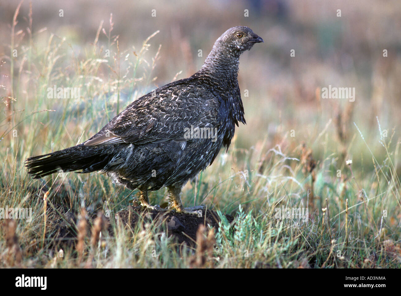 Blue Grouse Hen Dendragapus sp Wyoming Stock Photo
