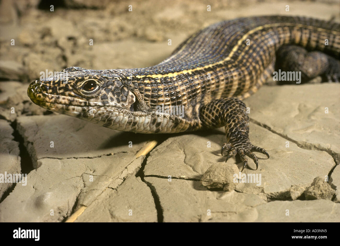Smiths Plated Rock Lizard Africa Stock Photo