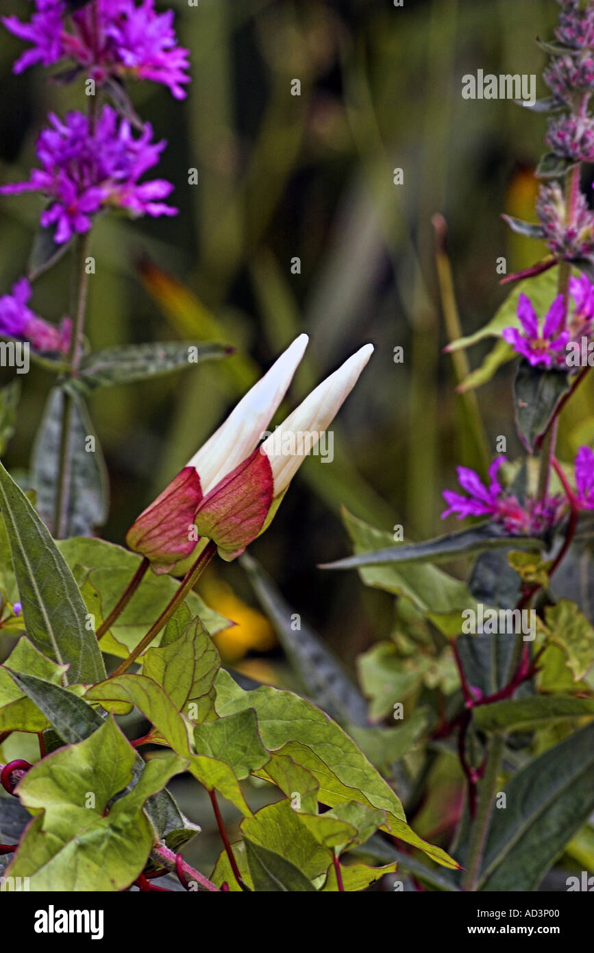Flowers of hedge bindweed hi-res stock photography and images - Alamy