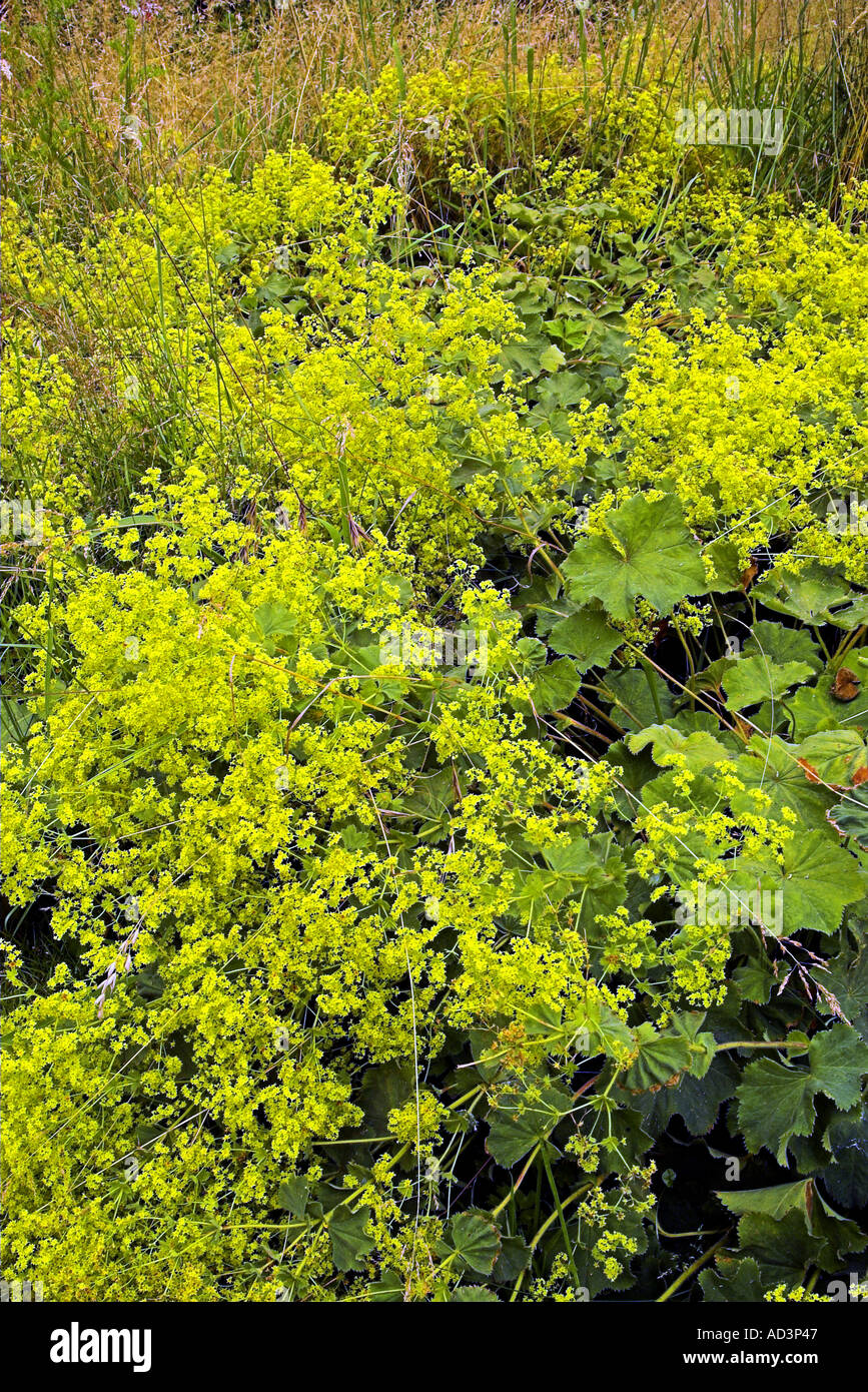 Lady mantle hi-res stock photography and images - Alamy
