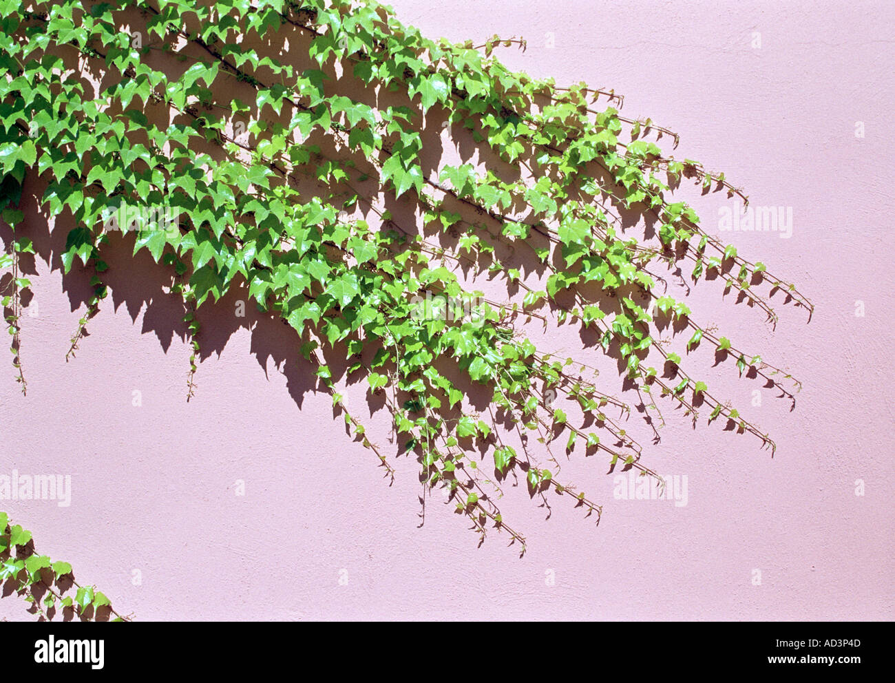 green ivy growing across pink wall Stock Photo Alamy