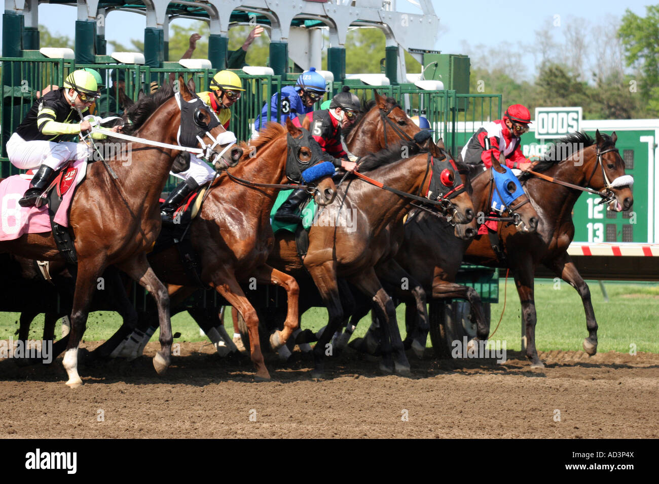 Race horses starting gate hires stock photography and images Alamy