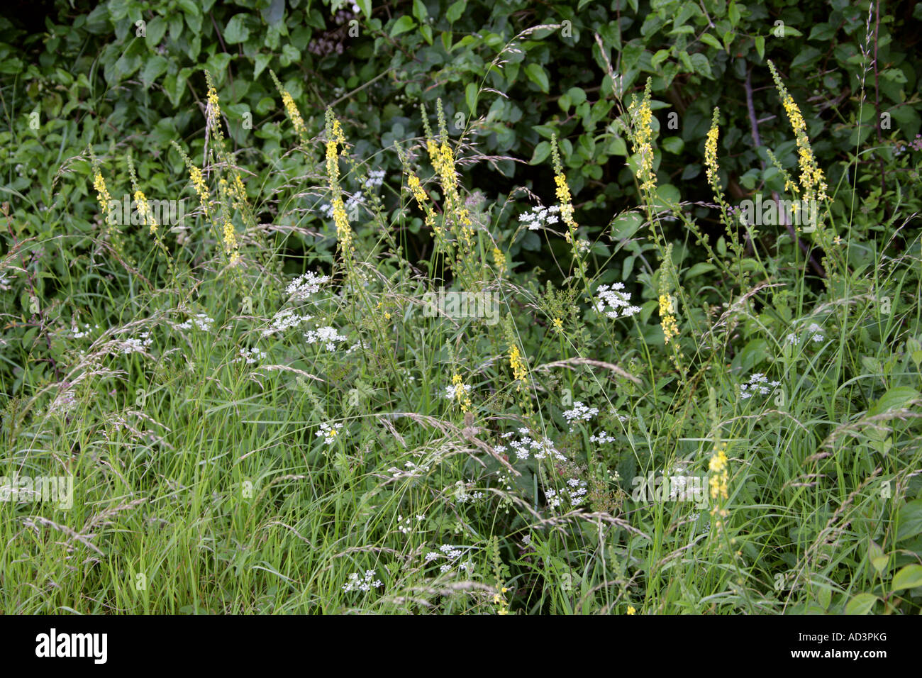Agrimony Agrimonia eupatoria Rosaceae Stock Photo