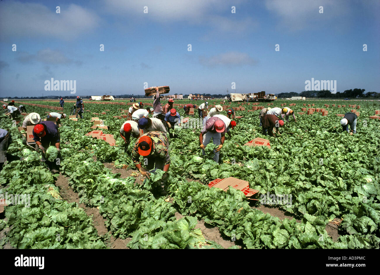 Migrant Laborers Picking Lettuce San Jaquin Valley California Stock Photo
