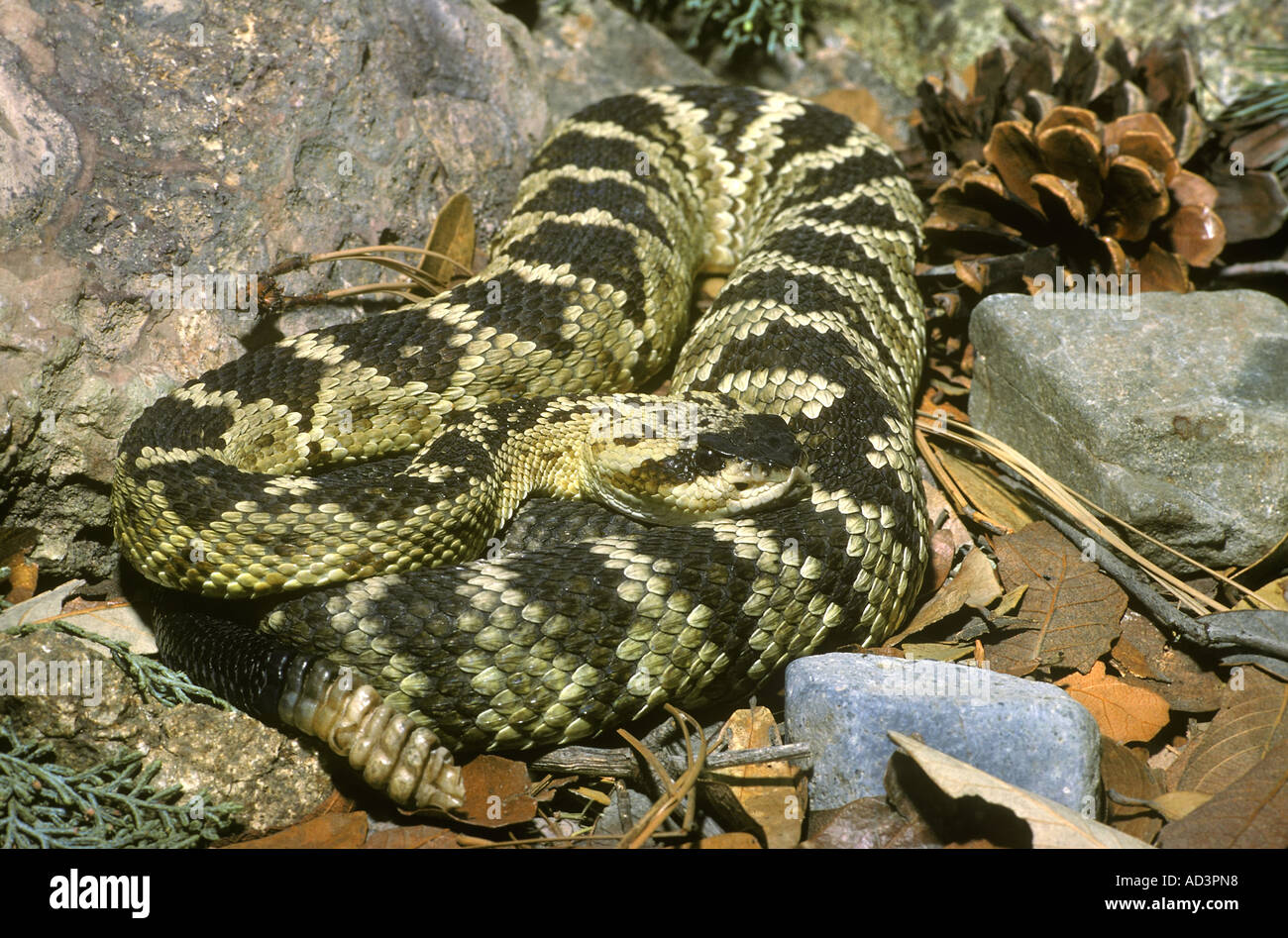 Northern Black Tailed Rattlesnake Crotalus molossus Arizona Stock Photo