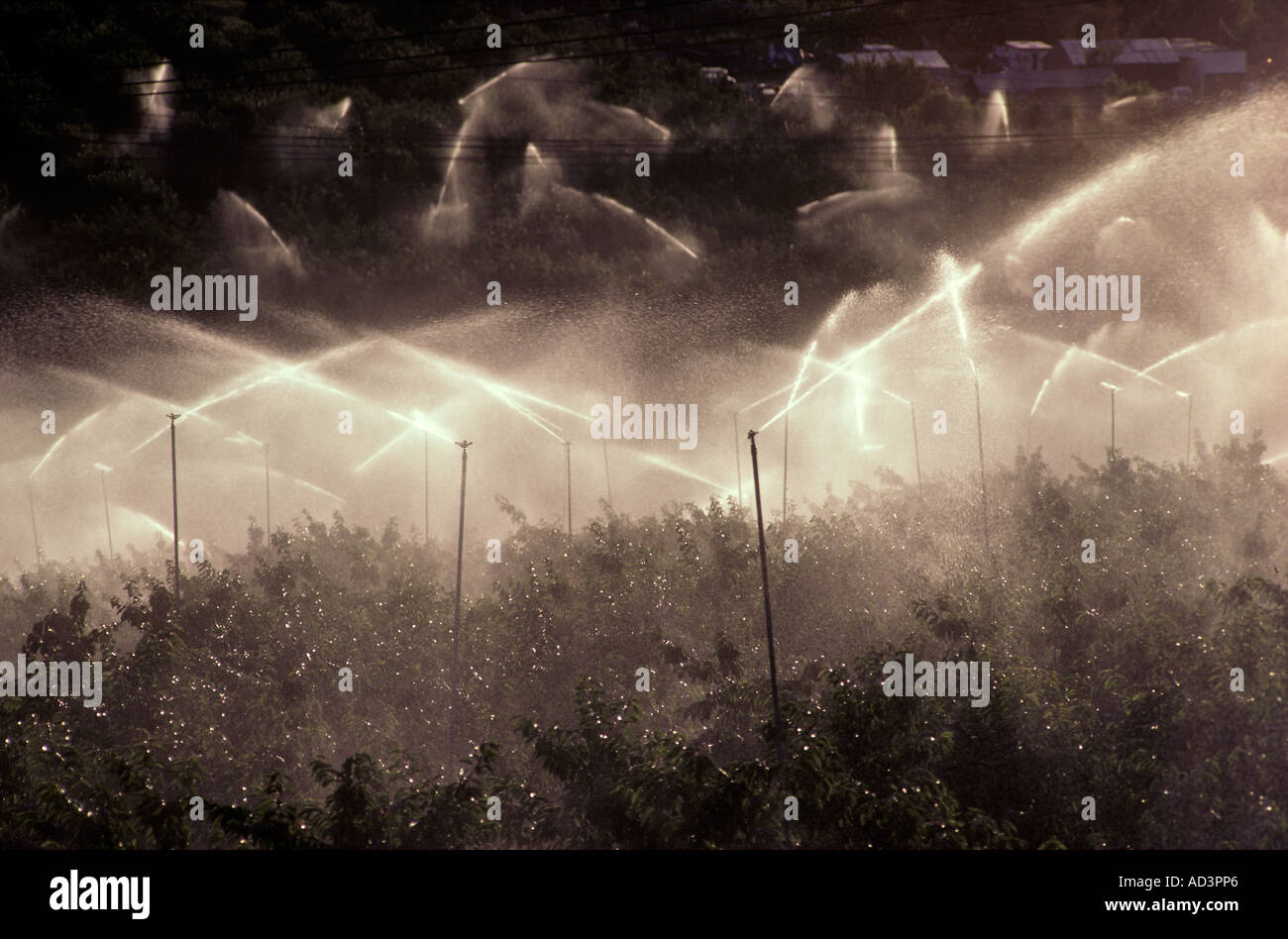 Fruit Orchard Irrigation Oregon Stock Photo