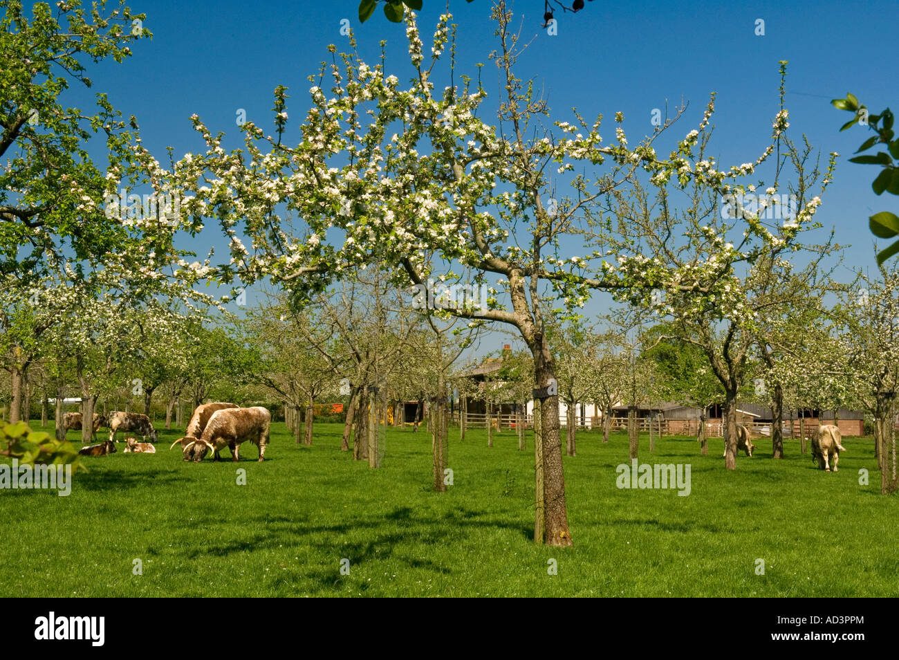 Spring blossom in Sheppy s cider apple orchard near Taunton Somerset England Stock Photo