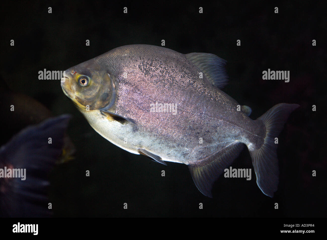 Permit fish Trachinotus falcatus Family Carangidae Saltwater Habitat Western Atlantic Ocean Stock Photo