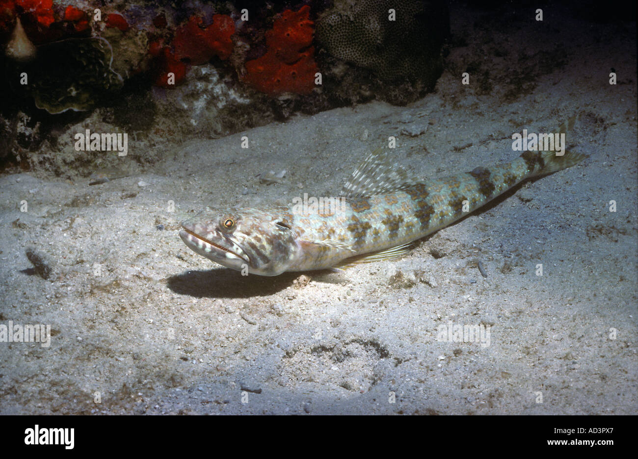 Sand Diver Lizardfish Synodus intermedius Stock Photo