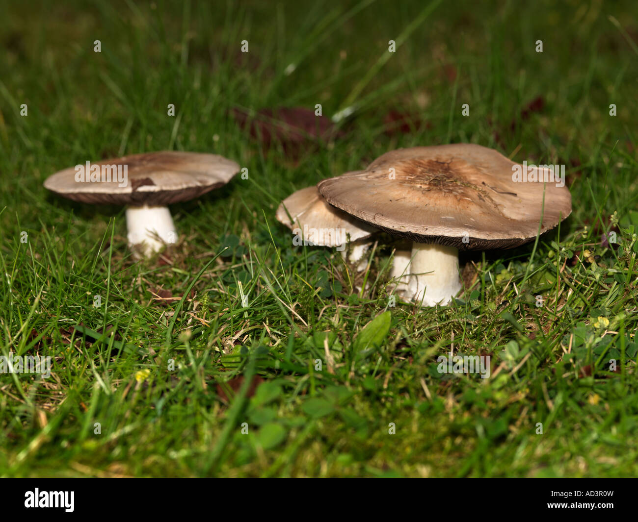 Toadstools On Grass Fungi Marasmius Oreades Stock Photo